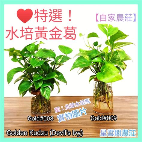 黃金葛 魚缸|黃金葛魚缸：植物綠意與水中寧靜的結合 – 植物盆栽綠。